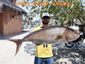 00.48_Amberjack-