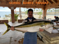 00.59_Yellowtail