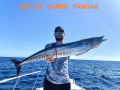 00.63_BrianWahoo