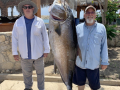 26_95Amberjack