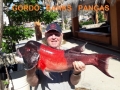 67_Sheepshead_DavidW