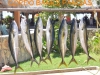 858_yellowtail