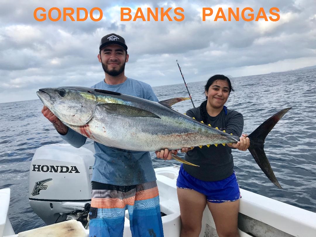 Yellow Tuna, Striped Marlin Bite June 8, 2019 Gordo Banks Pangas